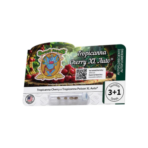 Tropicanna Cherry XL (3) Auto Sweet Seeds