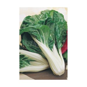 Acelga verde de penca blanca