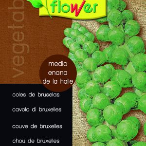 Col de Bruselas enana de la Halle