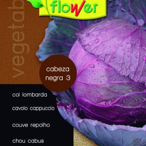 Col lombarda cabeza negra 3