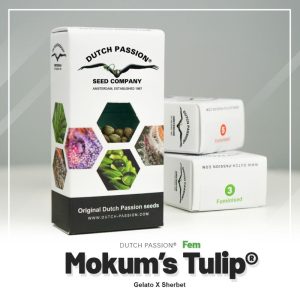 Mokum´s tulip (3)