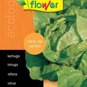 Lechuga reina de verano