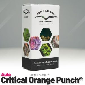 Auto critical orange punch (7)