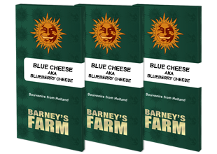 Blue Cheese (5) Barney's Farm Seeds