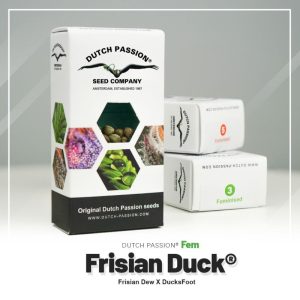 Frisian duck (3)