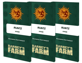 Runtz (3) 100% Barney's seeds