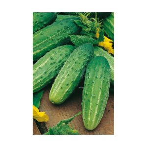 Pepino Wisconsin
