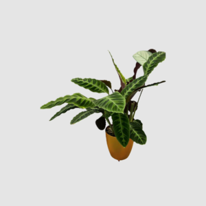 Khloris watering system (extensiòn) metalizado