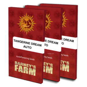 Tangerine dream auto (1) barney's farm seeds