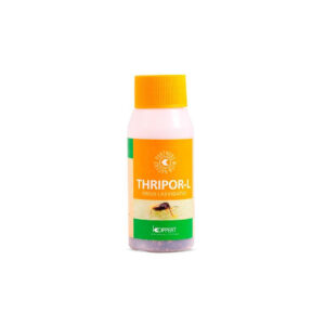 Thripor- L 2000 orius laevigatus (larva trip)