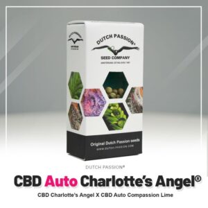 Cbd charlotte´s angel (5)