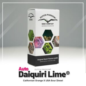 Auto daiquiri lime (7)