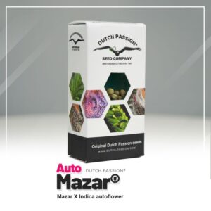 Auto mazar (3) dutch passion