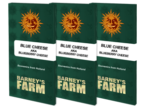 Blue Cheese (3) Barney's Farm Seeds