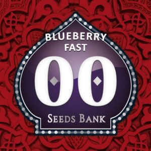 Blueberry fast 3 semillas 00 seeds