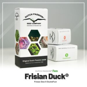 Frisian duck (10)