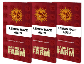 Lemon Haze Auto (1) Barney's farm seeds