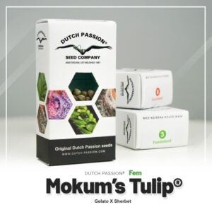 Mokum´s tulip (5)