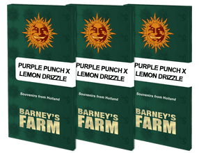 Purple Punch x Lemon Drizzle (1) Barney's Farm