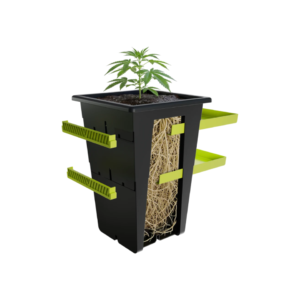Replant