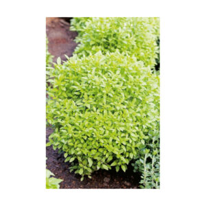 Albahaca de hoja fina