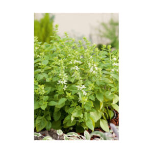 Albahaca limón
