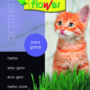 Hierba para gatos