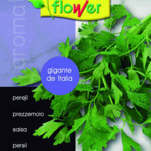 Perejil gigante de Italia