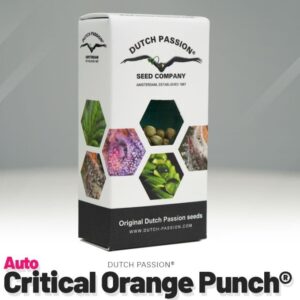 Auto critical orange punch (3)