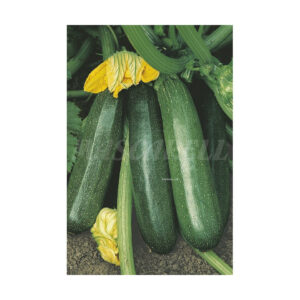 Calabacin Black Beauty