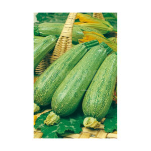 Calabacín verde claro genovés