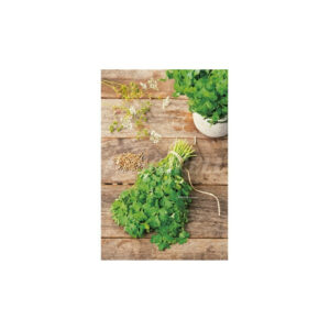 Cilantro