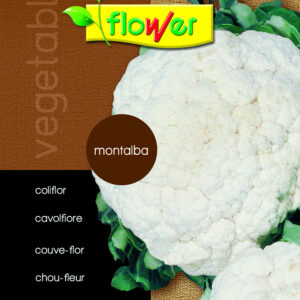 Coliflor Montalba