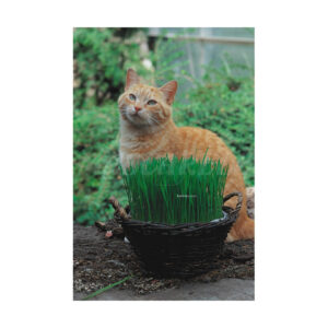 Hierba para gatos