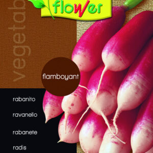 Rabanito Flamboyant