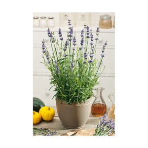 Lavanda