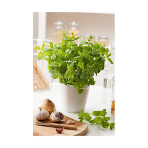 Menta