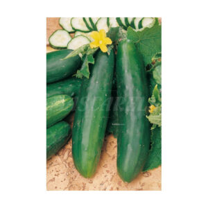 Pepino Marketmore