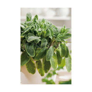 Salvia
