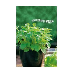 Stevia rebaudiana
