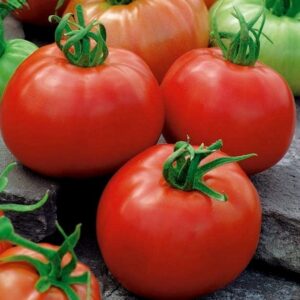 Tomate ACE 55VF